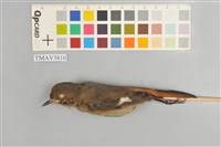 藏品(黃尾鴝)的圖片